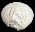 Bargain Fossil Sea Urchin From Florida - Lab Prepared #11717-1